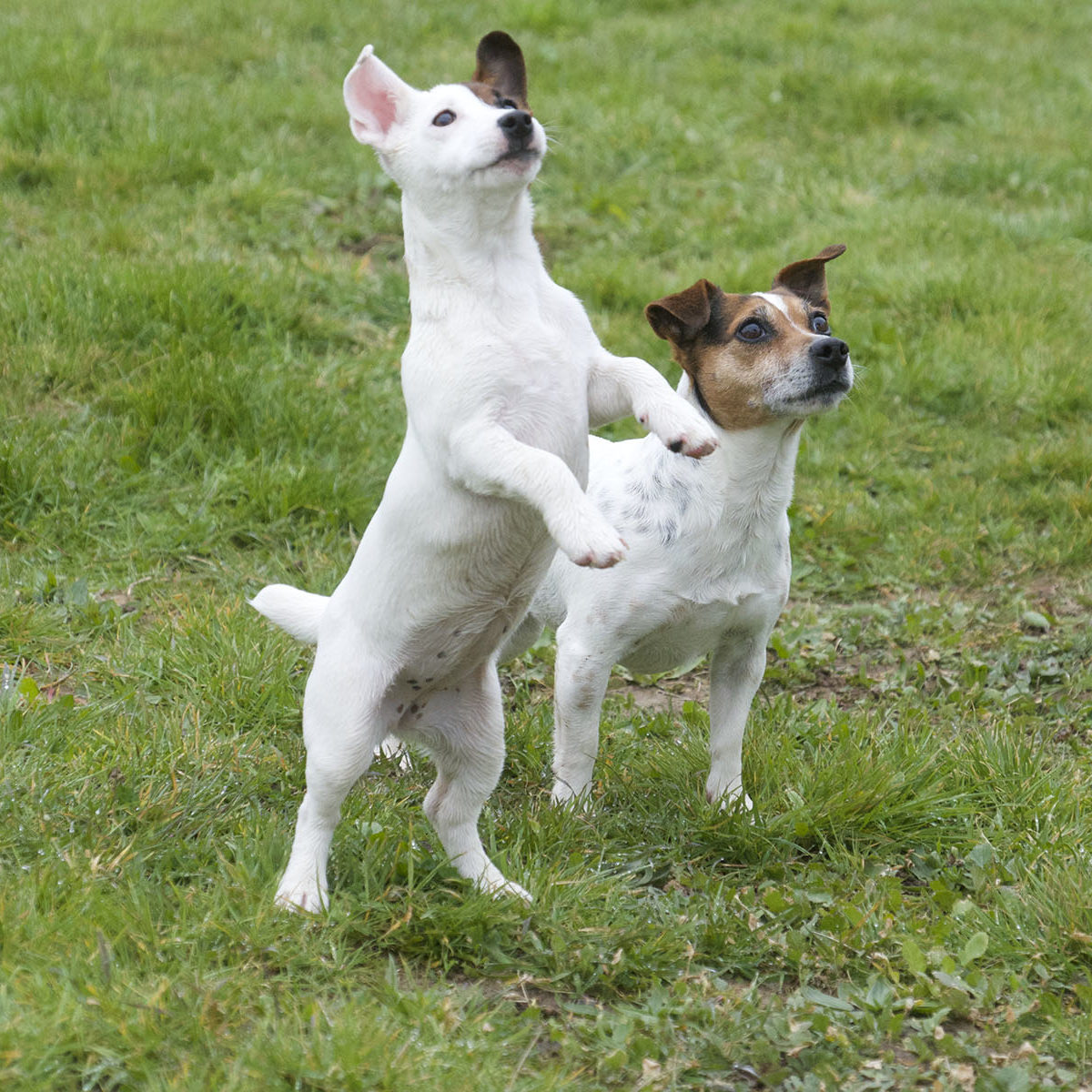 Vendée Dog - pension canine et féline à Poiroux en Vendée